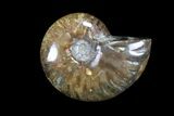 Lot: kg Iridescent, Red Flash Ammonites (-) - Pieces #82495-1